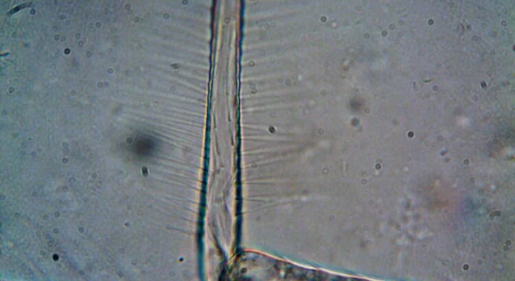 Un seuil du vivant vient d'être franchi : des chercheurs auraient réussi à créer la première cellule 100% artificielle capable de se reproduire