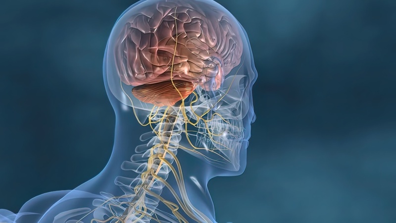 Des chercheurs coréens ont découvert par où les déchets du cerveau sont évacués