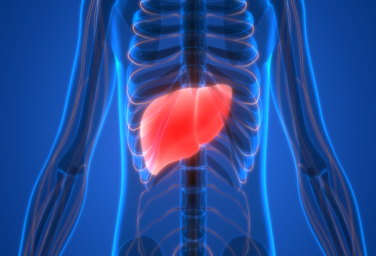Oncologie : des chercheurs belges découvrent une nouvelle piste pour le traitement du cancer du foie